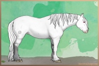 Horse Color:Silver Black Chinchilla Pearl Near Fewspot 