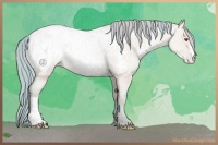 Horse Color:Watercolor Amber Champagne Chinchilla Roan Pearl Dun Blanket 