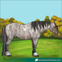 Horse Color:Brown Roan Dun Appaloosa Rabicano Brindle  and Brown Roan Dun Rabicano 