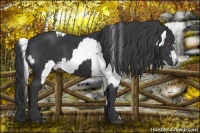 Horse Color:Silver Grullo Chinchilla Pearl Onyx Appaloosa Rabicano  and Black 