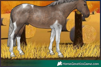 Horse Color:Silver Brown Dun Tobiano Rabicano