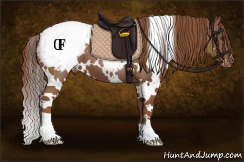 Horse Color:White Spotted Chestnut Appaloosa 