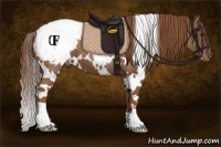 Horse Color:White Spotted Chestnut Appaloosa