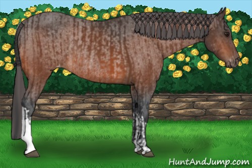 Horse Color:Brown Rabicano and Brown Varnish Rabicano