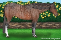 Horse Color:Brown Rabicano  and Brown Varnish Rabicano 