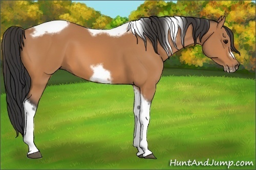 Horse Color:Bay Tobiano Frame 