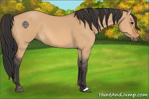 Horse Color:Bay Dun 