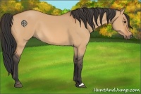 Horse Color:Bay Dun