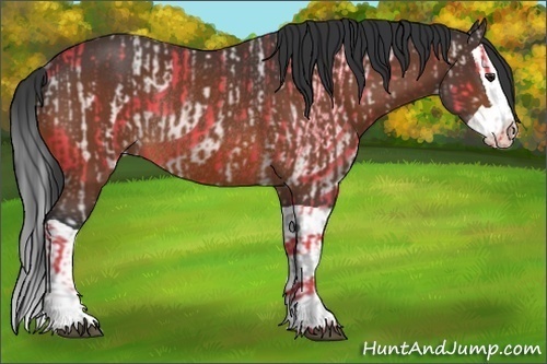Horse Color:Brown Rabicano and Brown Splash Rabicano