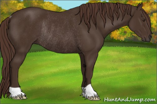 Horse Color:Liver Chestnut Rabicano 