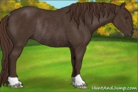 Horse Color:Liver Chestnut Rabicano 