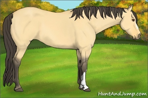 Horse Color:Buckskin Dun 