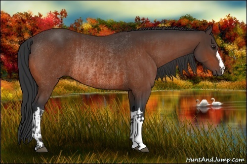 Horse Color:Brown Rabicano and Brown Rabicano