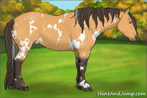 Horse Color:White Spotted Buckskin