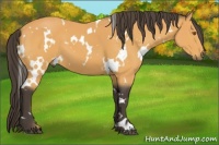 Horse Color:White Spotted Buckskin