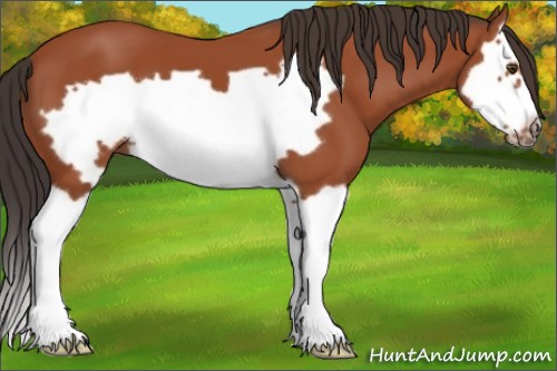 Horse Color:Bay Splash Frame 