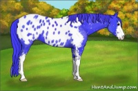 Horse Color:Watercolor Black Sabino Appaloosa 