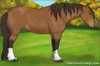 Horse Color:Buckskin Varnish 