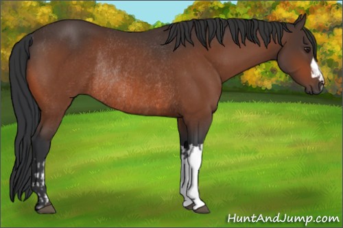 Horse Color:Brown Rabicano  and Brown Rabicano 
