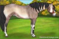 Horse Color:Bay Roan Onyx 