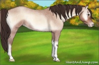 Horse Color:Amber Champagne Roan Onyx 