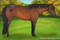 Horse Color:Brown Rabicano and Bay Rabicano