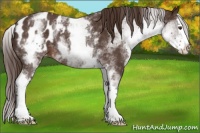 Horse Color:White Spotted Liver Chestnut Splash Blanket Rabicano 