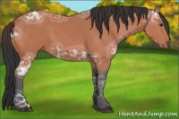 Horse Color:Bay Ice 