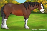 Horse Color:Bay Splash 