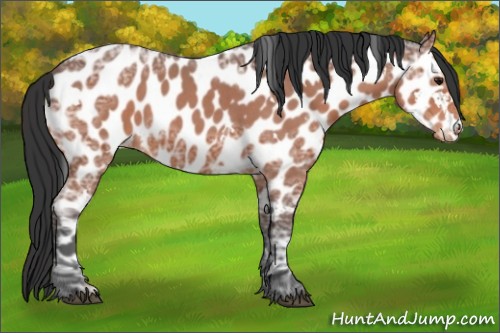 Horse Color:White Spotted Bay Ice Roan Near Leopard 