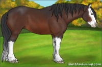Horse Color:Brown Sabino Splash 