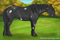 Horse Color:White Spotted Black 