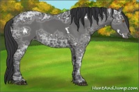 Horse Color:White Spotted Black Ice Varnish 