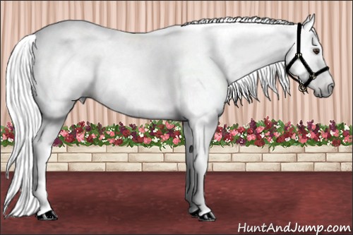 Horse Color:Gray Liver Chestnut 