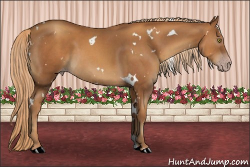 Horse Color:Gray White Spotted Gold Champagne 