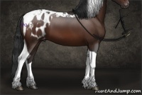 Horse Color:Brown Tobiano Appaloosa 