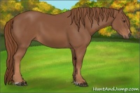 Horse Color:Chestnut Sabino 