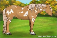 Horse Color:White Spotted Palomino 