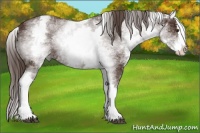 Horse Color:White Spotted Liver Chestnut Sabino Splash 