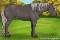 Horse Color:Silver Black Sabino 