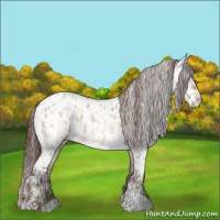 Horse Color:Amber Champagne Dun Appaloosa  and Gray Amber Champagne Dun Appaloosa 