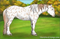 Horse Color:Gold Champagne Appaloosa 