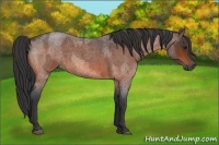 Horse Color:Bay Roan Rabicano and Bay Roan Rabicano