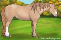 Horse Color:Gold Champagne 