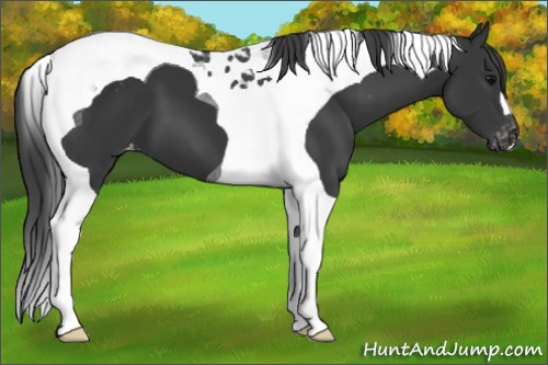 Horse Color:Black Tobiano Appaloosa 