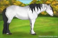 Horse Color:White Spotted Brown Chinchilla Dun Rabicano