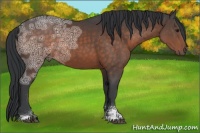 Horse Color:Brown Ice Sabino