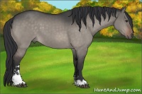 Horse Color:Brown Dun Sabino 