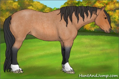 Horse Color:Bay Roan 