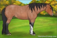 Horse Color:Bay Roan 